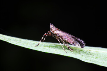 Wax cicada nymphs live on wild plants in North China