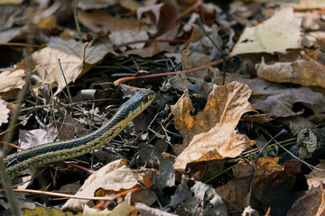 A gardener snake.