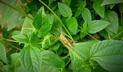 wood grasshopper is on a twig of wild green plants