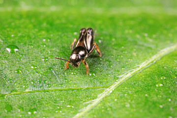 pygmy sand cricket live on wild plants in North China