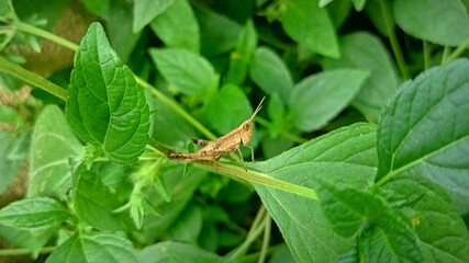 wood grasshopper is on a twig of wild green plants