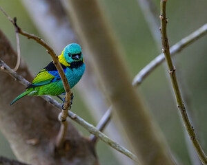 A multicoroed songbird perched om a tree branch