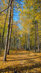 Fototapeta premium Fall path