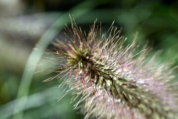 Nahaufnahme einer setaria italica