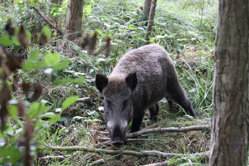 Wild Boar (Sus scrofa)  Western Pomerania Lagoon Area National Park