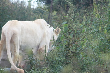 Rhino and Lion Nature Reserve, Krugersdorp, South Africa.