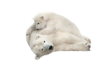 white mother bear with her cub playing on white background