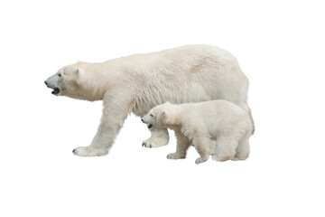 Fototapeta na wymiar white mother bear with little bear cub isolated on white background