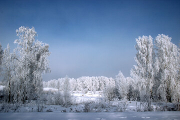Winter landscape of a birch grove covered with snow, where half of the space is in shadow, and the other part of the space is illuminated by sunlight.