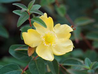 (Hypericum calycinum) Großkelchige oder Immergrünes Johanniskraut, Strauch mit gelb blume Nahaufnahme 