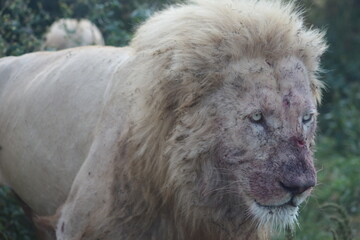 Rhino and Lion Nature Reserve, Krugersdorp, South Africa.