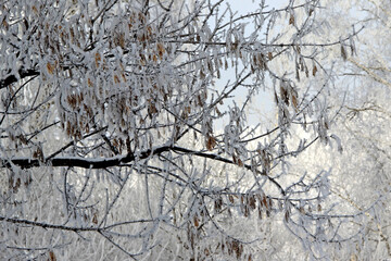 Branches of ash maple tree with yellow leaves close-up. Winter landscape.