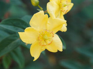 Fototapeta premium (Hypericum calycinum) Großkelchige Johanniskraut, Blumen mit leuchtend goldgelben Kronblätter, zahlreichen lange zarte Staubfäden, rötliche Staubbeutel