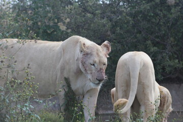Rhino and Lion Nature Reserve, Krugersdorp, South Africa.
