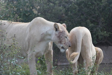 Rhino and Lion Nature Reserve, Krugersdorp, South Africa.