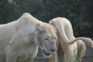 Rhino and Lion Nature Reserve, Krugersdorp, South Africa.