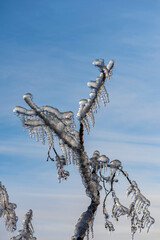 Ice rain series: ice-covered tree against blue sky