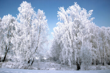 The frost on the birch catkins sparkles brightly, and the dark purple sky is in contrast.