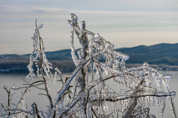 Ice rain series: ice crystals on the tree 