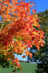 Buntes Hebstlaub in den Waeldern von Thueringen.. Deutschland, Europa   --  
Colorful autumn leaves in the woods. Germany, Europe