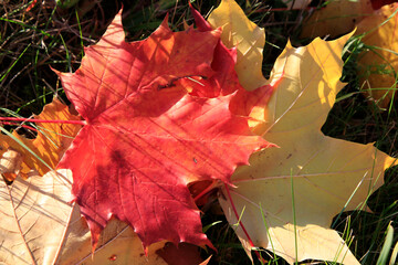 Buntes Hebstlaub in den Waeldern von Thueringen.. Deutschland, Europa   --  
Colorful autumn leaves in the woods. Germany, Europe