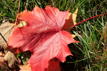 Buntes Hebstlaub in den Waeldern von Thueringen.. Deutschland, Europa   --  
Colorful autumn leaves in the woods. Germany, Europe