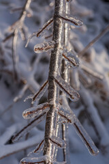 Ice rain series: ice-covered branch of a tree in winter