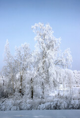The frost on the birch catkins sparkles brightly, and the dark purple sky is in contrast.