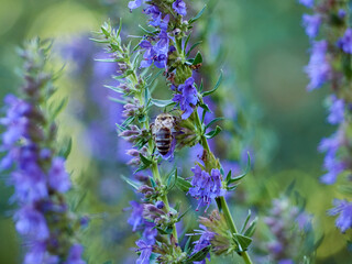 Purple flowers of hyssop (hyssopus officinalis)