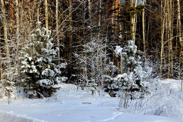 Little firs surrounded with frosty shrubs, covered with hoarfrost, remind winter wonderland.