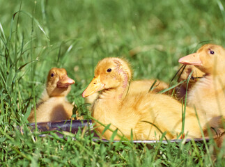 Cute young ducklings on a natural background.