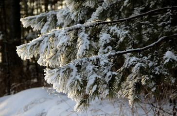 Amazing view of pine branches covered with snow and thickets of coniferous forest in the background.