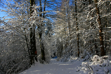 Winterwald in Deutschland. Thüringen, Deutschland, Europa  -- 
Winter forest in Germany. Thuringia, Germany, Europe