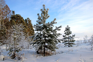 The edge of winter forest. Conifer trees painted in silver and green. Clear blue sky and fluffy snow.