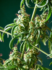 Medical marijuana bud or hemp plant blossom with leaves on the green background