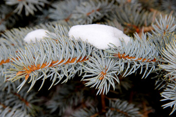 Naklejka na ściany i meble Close-up shows a spruce branch with a snow cap. The unusual turquoise color of the needles is great.