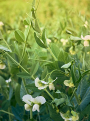 Agricultural field with flowering peas.