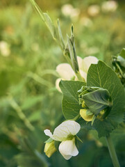 Obraz premium Agricultural field with flowering peas.