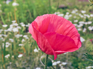 Pink poppy flower in a garden.