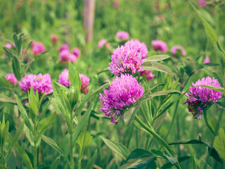 Fototapeta premium A summer meadow with beautyful flowers.