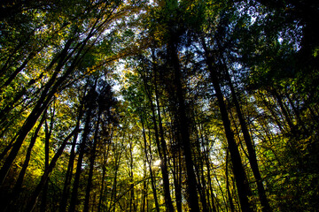 Beautiful big trees in the autumn forest.