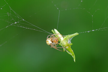 Spiders are preying  on the grasshopper
