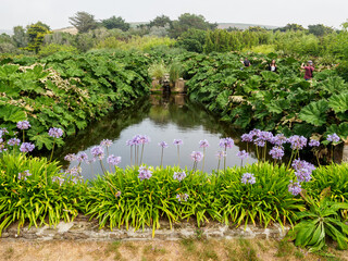 nénuphars au jardin de Vauville dans la Manche en France