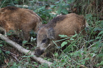 Wild Boar (Sus scrofa)  Western Pomerania Lagoon Area National Park
