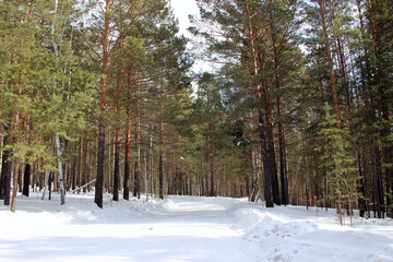 Winter forest. In the center of the photo – the winding road, covered with snow. On the sides of the road are conifer trees. The branches have no snow.