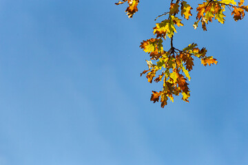 autumn color leaves under blue sky