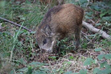 Wild Boar (Sus scrofa)  Western Pomerania Lagoon Area National Park