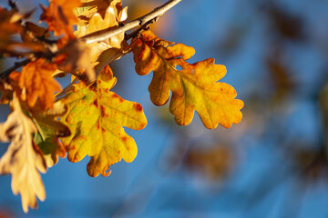 autumn color leaves under blue sky
