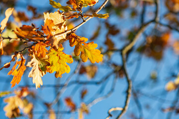 autumn color leaves under blue sky