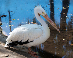 White Pelican stock photos.  White Pelican close-up profile view by the water with blue blur background, exposing its beautiful white plumage, in its environment and habitat. Image. Picture. Portrait.